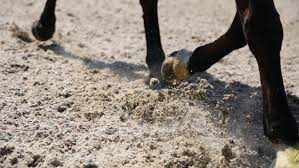 waste carpet in equestrian surfaces