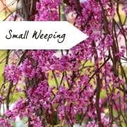There is nothing like a flowering tree to add beauty and fragrance to your landscape or garden. Small Garden Trees Ornamental Trees For Small Gardens