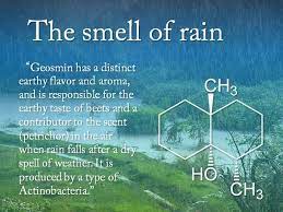 what s behind the smell of rain wsyr