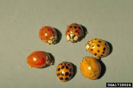 Multicolored Asian Lady Beetles Malb