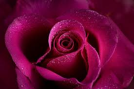 pink rose images browse 3 461 427