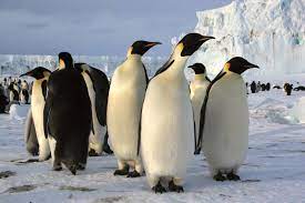 5 things that make you a mosquito magnet. How Do Penguins Tell Each Other Apart Britannica