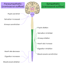 autonomic nervous system parts