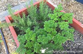 growing herbs the complete care guide