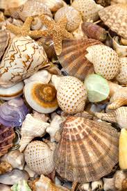 Seashells Collection For Background Use
