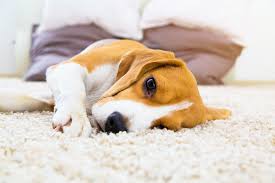 the best carpets for pet owners boas