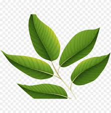 Most relevant best selling latest uploads. Reen Leaves Clipart Jungle Leaf Green Leaf Transparent Background Png Image With Transparent Background Toppng