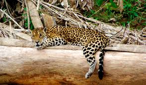 Jaguars also eat deer, peccaries, capybaras, tapirs, and a number of other land animals, which they prefer to they're typically found in tropical rainforests but also live in savannas and grasslands. 10 Endangered Species Of Amazon Rainforest Wildlife