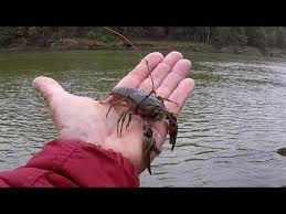 fishing with crawfish tips and
