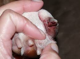 treating dog nail bed infection 2023