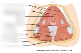 pelvic floor muscles diagram quizlet
