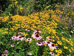 Check out meadow garden photo galleries full of ideas for your home, apartment or office. A Wildflower Garden In Your Backyard Gardening Know How