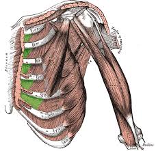 Other everyday movements that involve twisting or expansion of your rib cage may also cause pain. Muscles That Aid In Breathing Flashcards Quizlet