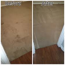 carpet cleaning pet stains dog urine