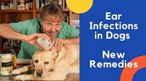 dog ear infection treated with natural