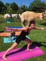 horse and goat yoga comes to maple glen