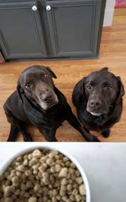 Choosing The Best Food For My Dog Chocolate Labs Dogs