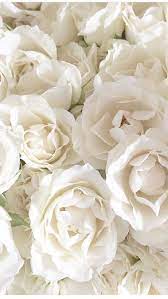 White Roses Wallpaper