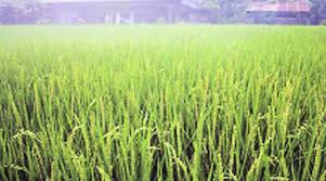 Growing Safe Paddy Punjabs Crop Diversification Comes A Cropper