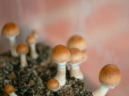 The magic mushroom trope as used in popular culture. I Tripped On Shrooms With An App Here S What Happened