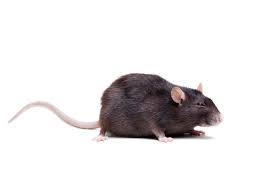 Mäuse fangen und vertreiben einfach erklärt. Ratten Im Garten Bekampfen Die Besten Tipps Focus De