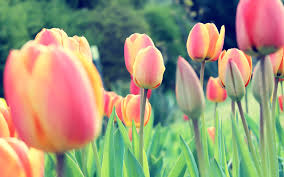 wallpaper pink tulips in bloom during