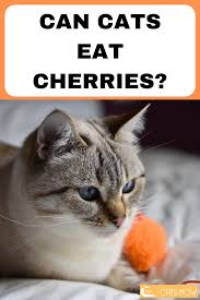 Some cats make it their mission to get a sample of whatever nearby humans are eating and drinking. Can Cats Eat Cherries In 2020 Cats Cat Health Cat Care