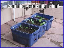 Six Container Gardening Ideas For
