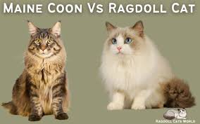 ragdoll cat vs maine cat