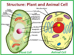 structure of plant and cells