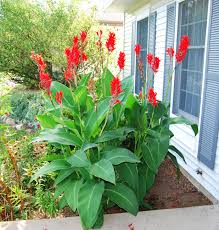 While cannas are incredibly easy to grow, we provide great info on planting, spacing, watering, fertilizing, mulching, dividing, transplanting and overwintering this garden favorite. Canna Lilies Thrive In Erie Lifestyle Goerie Com Erie Pa