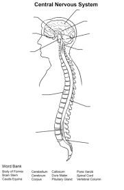 This image is titled nervous system diagram blank and is attached to our article about human nervous system beginner's guide. Central Nervous System Worksheet Coloring Page Free Printable Coloring Pages Nervous System Anatomy Nervous System Activities Central Nervous System