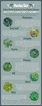 Best Herbs To Grow At Home Infographic