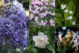 10 Best Fragrant Flowers To Plant That
