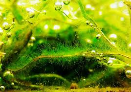the ultimate algae guide green aqua