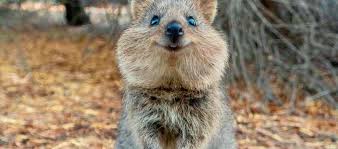 The quokka is a mammal about the size of a cat, native to australia. The Photogenic Quokka Critter Science