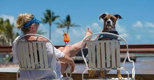 activities for you and your dog in key west