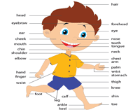 Present simple and present continuous worksheet 4 : Parts Of The Body Worksheets