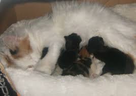 newborn kittens what you need to know