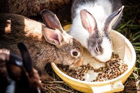 is pine bedding safe for rabbits neeness