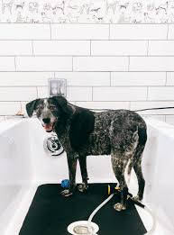 5460 douglas blvd, ste c. Treat Yourself Self Serve Dog Wash Dog Wash Dog Harness Service Dogs