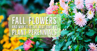 Fall Flowers And Why It S The Best Time