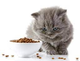 hypoallergenic t for cats with food