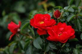 in pot red flower carpet scarlet