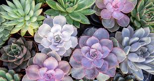 Are Succulents Safe To Have Around Pets