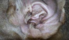 dog ear infections the simple and