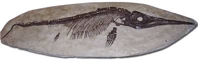 Image result for a picture of a fossil