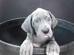 There are 6 base colors of pedigree great danes. Great Dane Dog Male Gray 2350940 Petland Gallipolis Oh