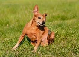dog lice canine pediculosis dog