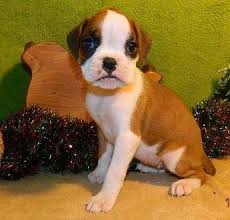 Having a boxer puppy is quite wonderful and rewarding. Boxer Puppies For Sale Newton Ma 80664 Petzlover